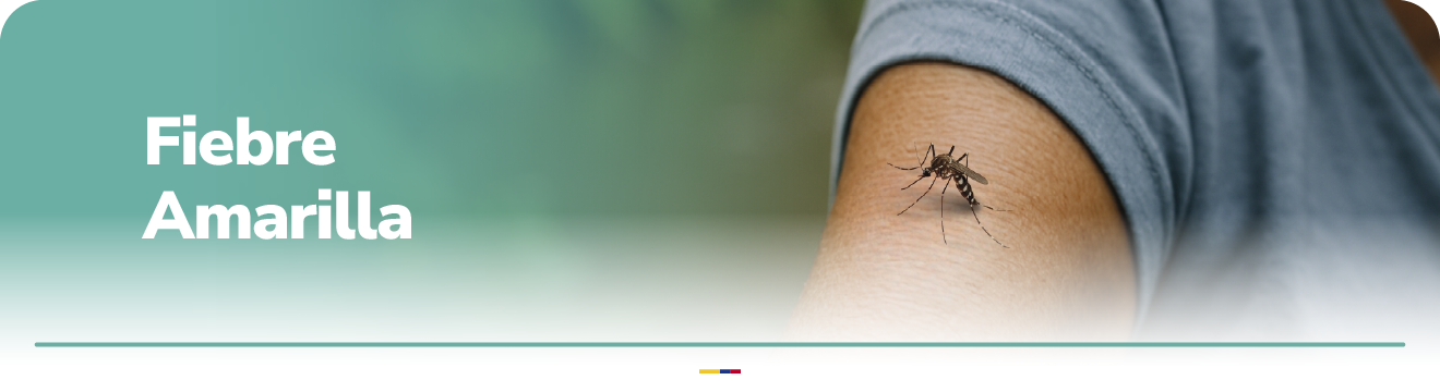 banner foebre amarilla